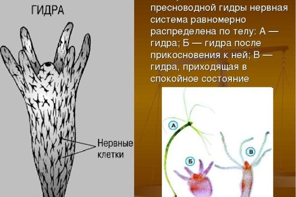 Блэк спрут или мега